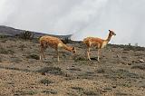 ECUADOR - Vigogne - 4